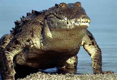 В Эррере крокодилы приближаются к жилым районам