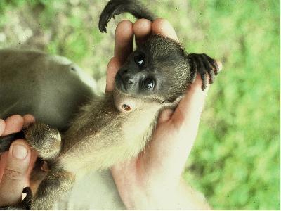 В Панаме провели перепись обезьян-ревунов