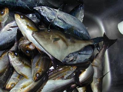 ЕС снял эмбарго на ввоз рыбы из Панамы
