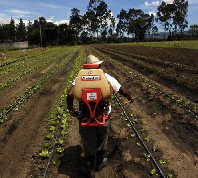 Панамские фермеры используют запрещенные пестициды